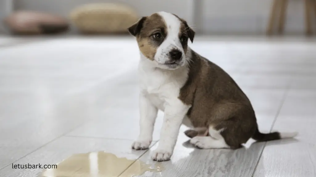 Top 5 best ways to get dog pee out of carpet