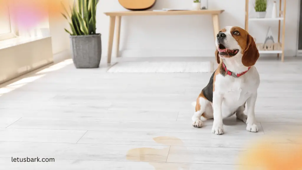 Top 5 best ways to get dog pee out of carpet