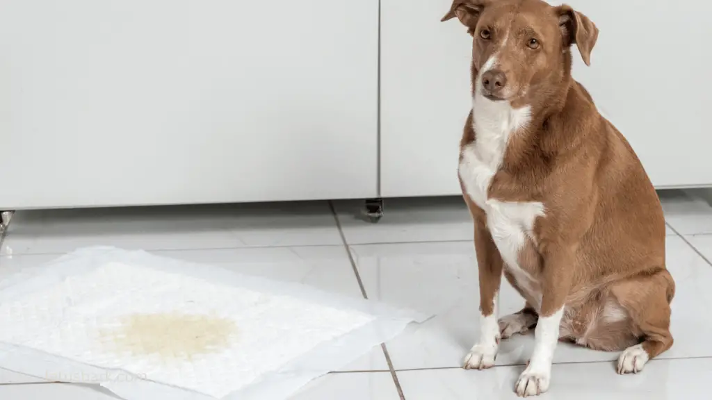 Top 5 best ways to get dog pee out of carpet