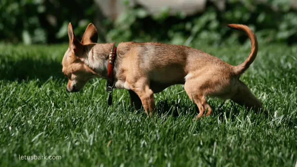 Top 5 best ways to get dog pee out of carpet