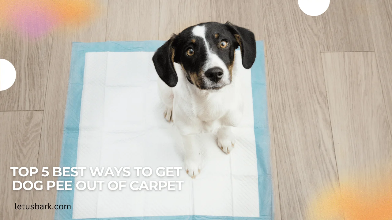 Top 5 best ways to get dog pee out of carpet