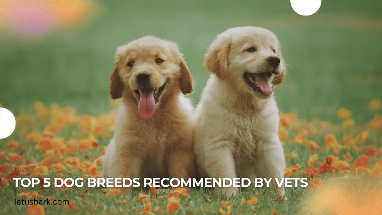 Top 5 dog breeds recommended by vets