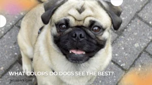 What colors do dogs see the best