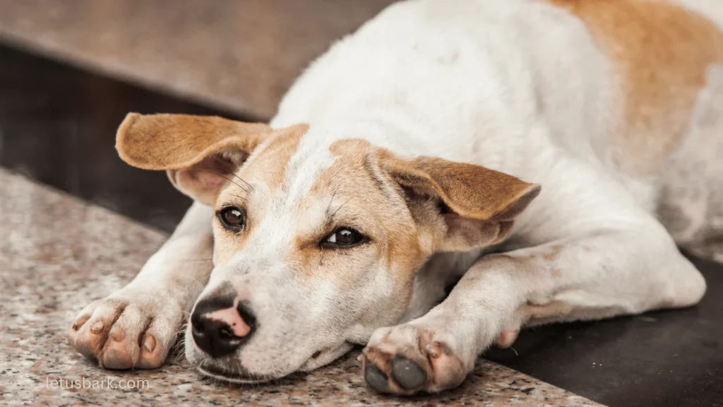 What language do dogs understand the best