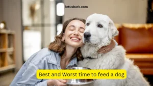 Best and Worst time to feed a dog