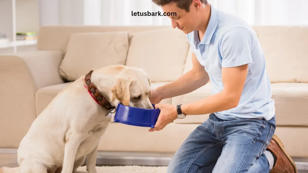 Best and Worst time to feed a dog