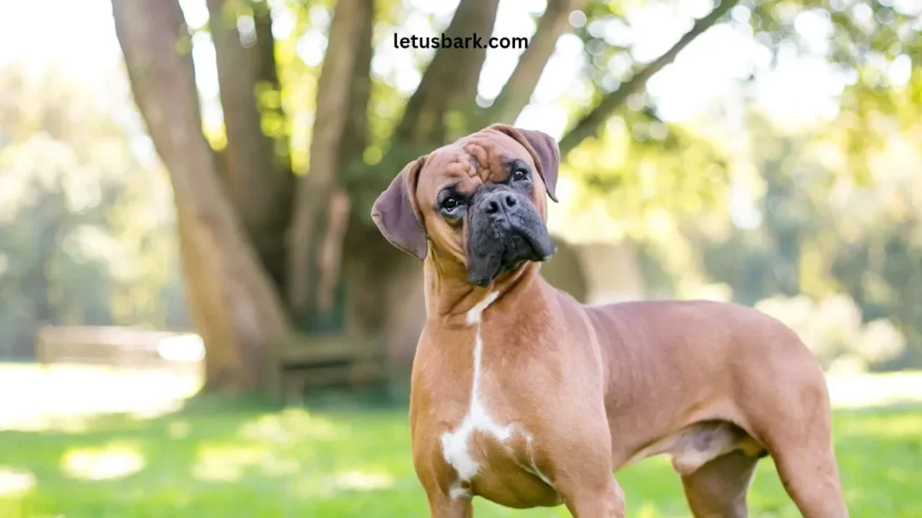 Top 10 Best Dog Breeds for Family