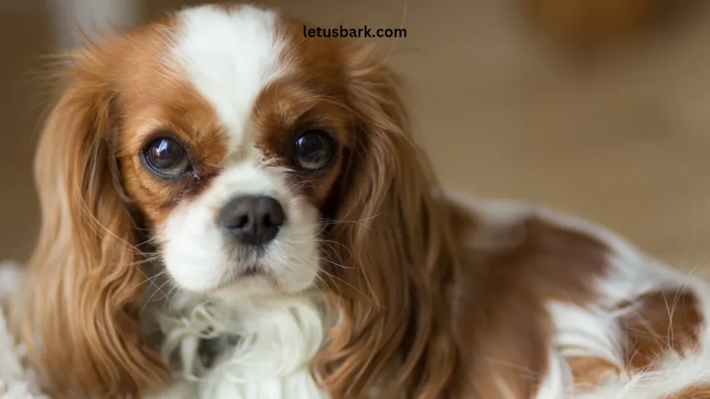 Top 10 Best Dog Breeds for Family