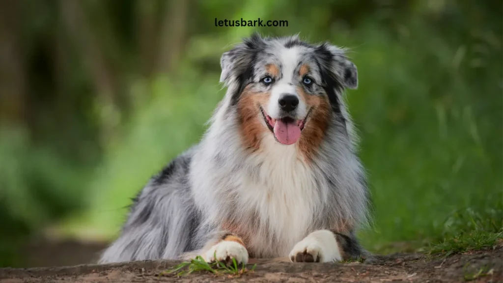 Top 10 Best Dog Breeds for Family