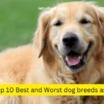 Top 10 Best and Worst dog breeds as a pet