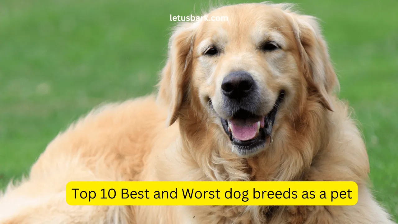 Top 10 Best and Worst dog breeds as a pet