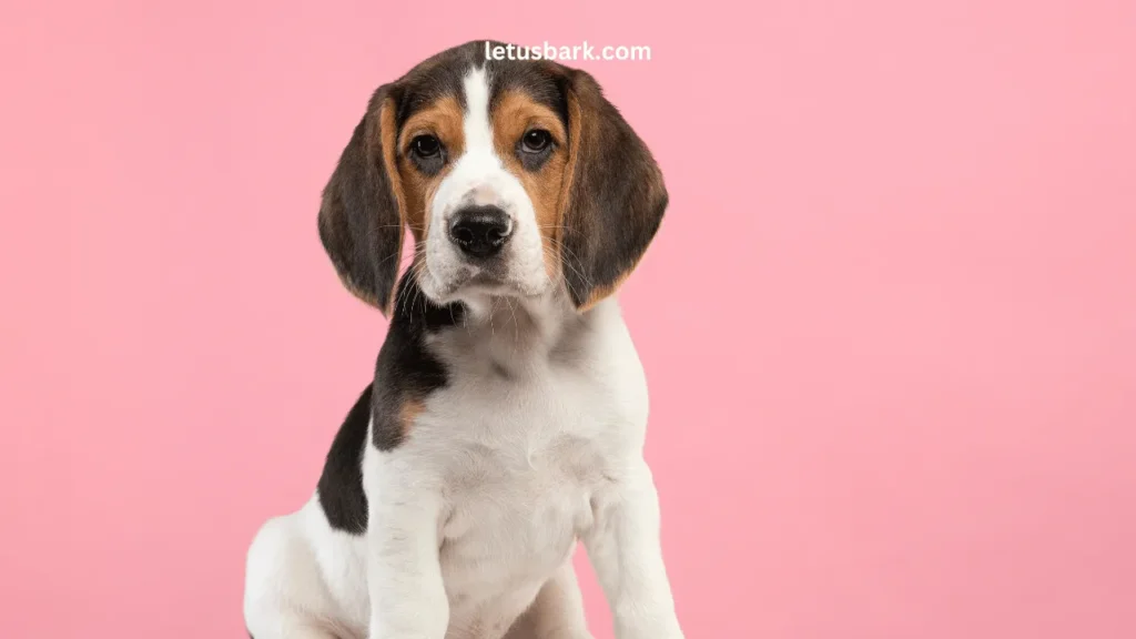 Top 10 Best and Worst dog breeds as a pet