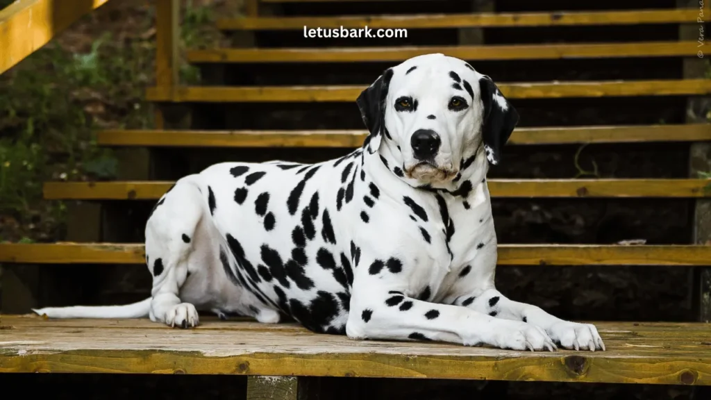 Top 10 Best and Worst dog breeds as a pet