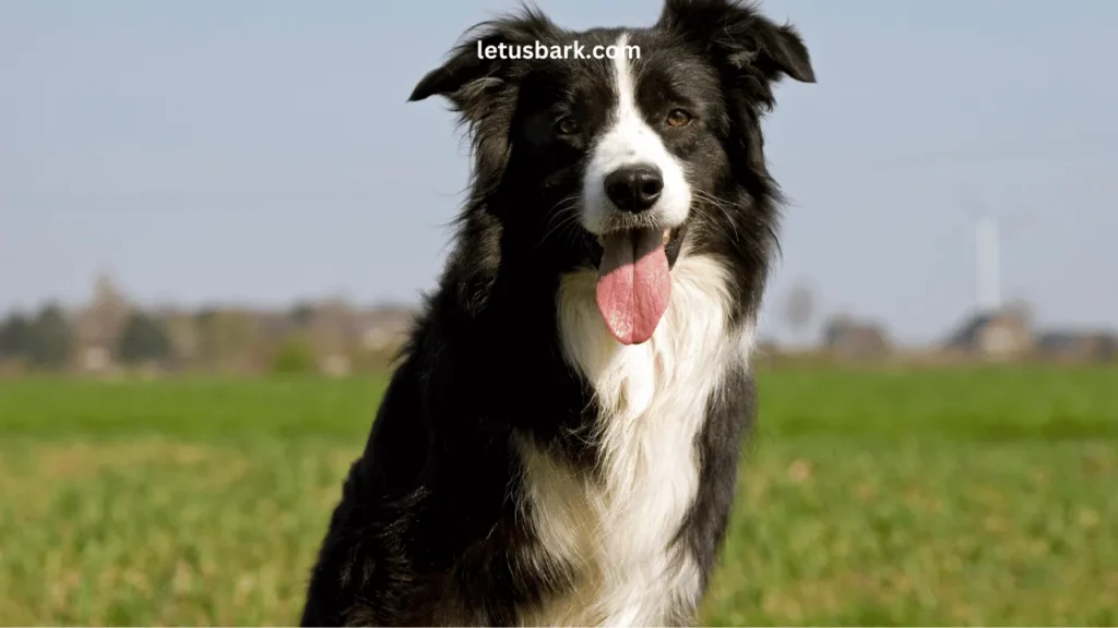 Top 10 Best and Worst dog breeds as a pet