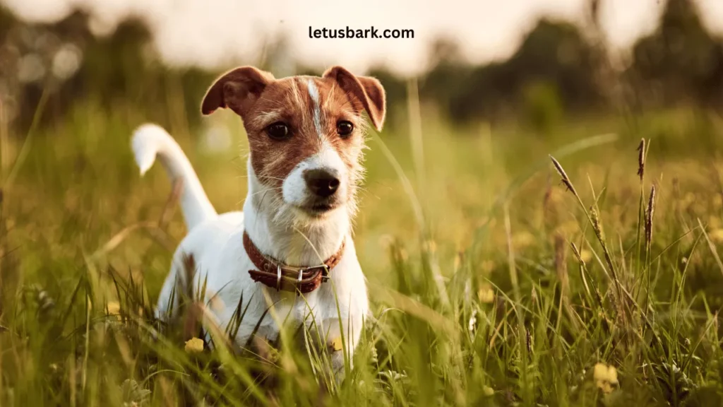 Top 10 Best and Worst dog breeds as a pet