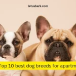 Top 10 best dog breeds for apartments