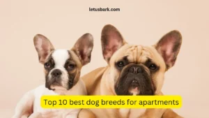 Top 10 best dog breeds for apartments