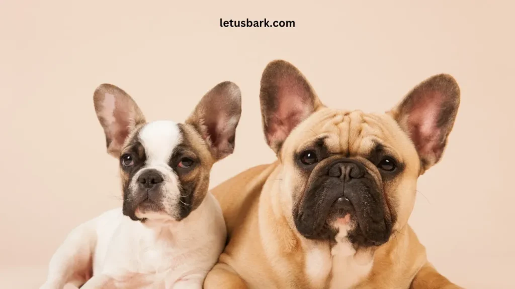 Top 10 best dog breeds for apartments