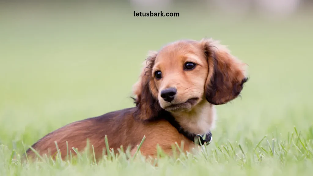 Top 10 best dog breeds for apartments