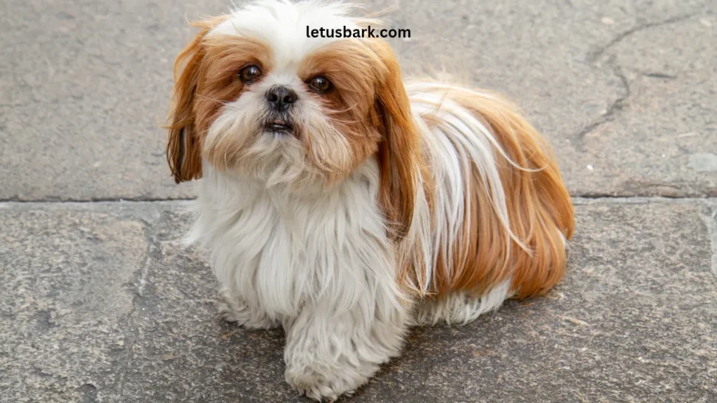 Top 10 best dog breeds for apartments