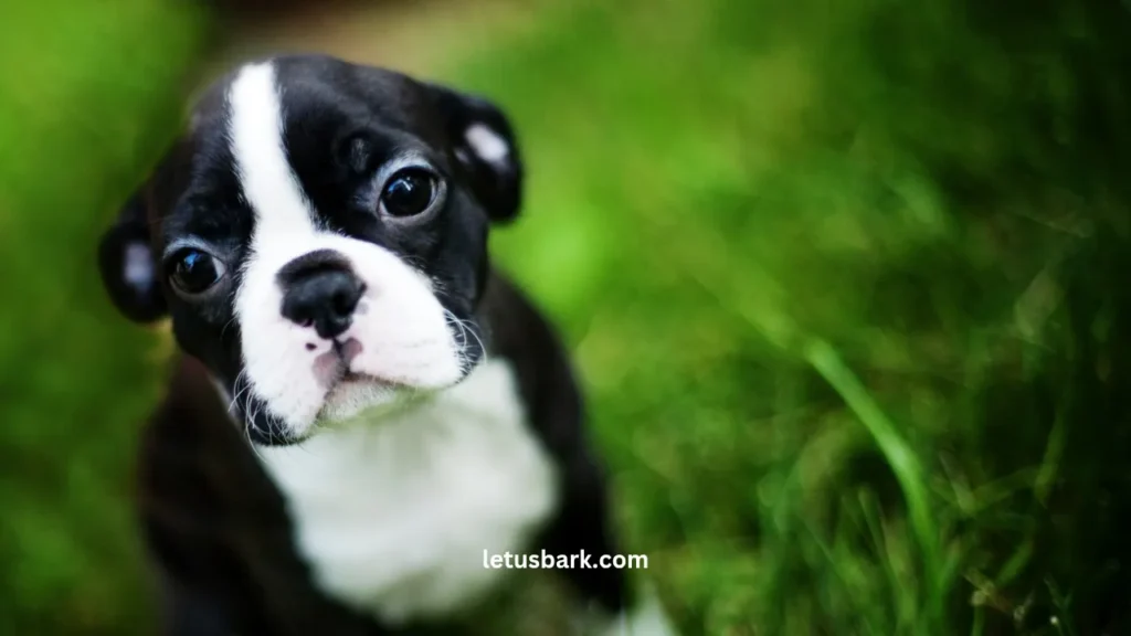 Top 10 best dog breeds for apartments