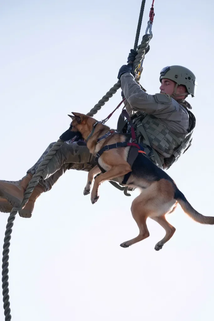 24+ Images of the Relationship Between a Soldier and His Dog: A Bond of Loyalty, Strength, and Love