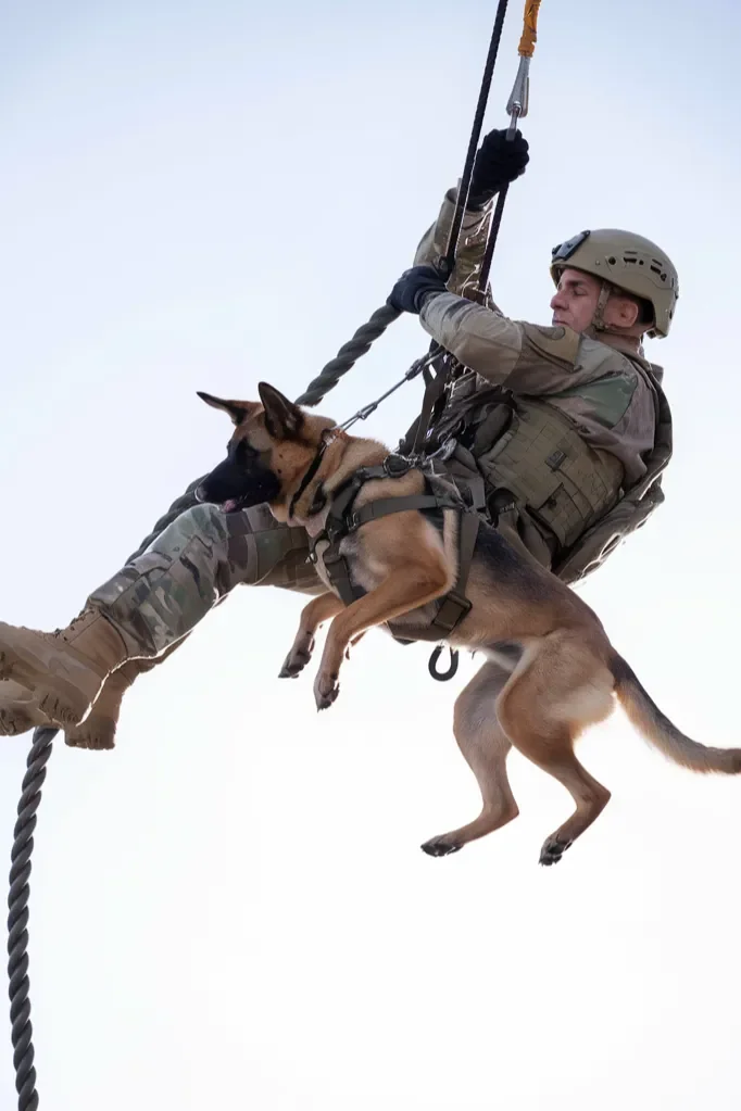 24+ Images of the Relationship Between a Soldier and His Dog: A Bond of Loyalty, Strength, and Love