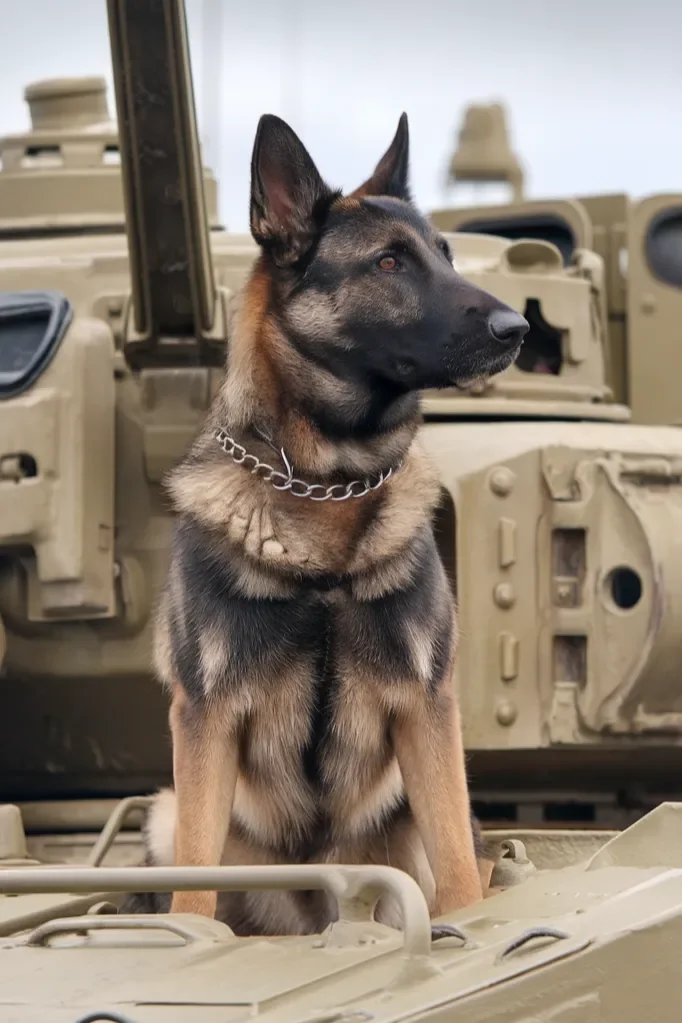 24+ Images of the Relationship Between a Soldier and His Dog: A Bond of Loyalty, Strength, and Love